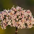 Valerian, nota de perfume