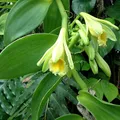 Vanila, nota de perfume