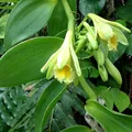 Vanilla Bean, nota de perfume