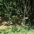 Verbena, nota de perfume