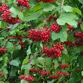 Viburnum perfume note