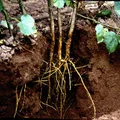 Violet Root, nota de perfume