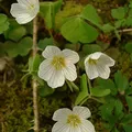 Violet Woodsorrel perfume note