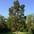 Cedro de Virginia, nota de perfume