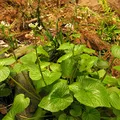 Wasabi, nota de perfume