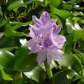 water hyacinth, nota de perfume