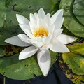 Nenúfar, nota de perfume