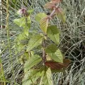 water mint, nota de perfume
