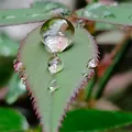 Notas acuáticas, nota de perfume