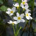 Water Violet perfume note