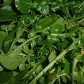 Watercress, nota de perfume