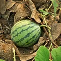 Watermelon, nota de perfume