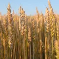 wheat, nota de perfume
