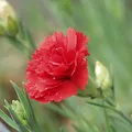 White Carnation, nota de perfume