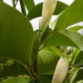 White Champaca, nota de perfume