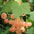 White Currant, nota de perfume