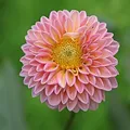 White Dahlia als Duftnote