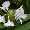 White Ginger, nota de perfume