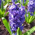 White Hyacinth, nota de perfume