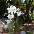 white lily, nota de perfume