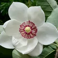 White Magnolia, nota de perfume