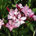 White Nerium Oleander perfume note