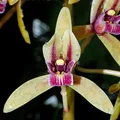 White Orchid, nota de perfume