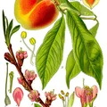 White Peach, nota de perfume