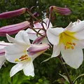 White Royal Lily, nota de perfume