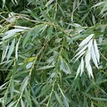 White Willow, nota de perfume