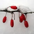 Wild Berries, nota de perfume