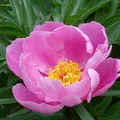 Wild Peony perfume note