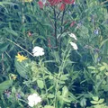 Wildflowers, nota de perfume