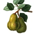 Williams Pear, nota de perfume
