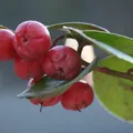 Wintergreen, nota de perfume