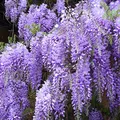 Wisteria, nota de perfume