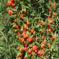 Wolfberry als Duftnote