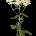 Yarrow, nota de perfume