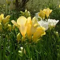 yellow freesia, nota de perfume