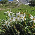 yellow narcissus, nota de perfume