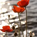 Yellow Poppy, nota de perfume