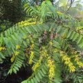 Ylang-ylang, nota de perfume