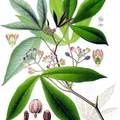 Yuca Cassava, nota de perfume