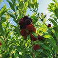 Yumberry als Duftnote
