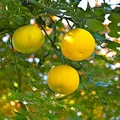 Yuzu, nota de perfume