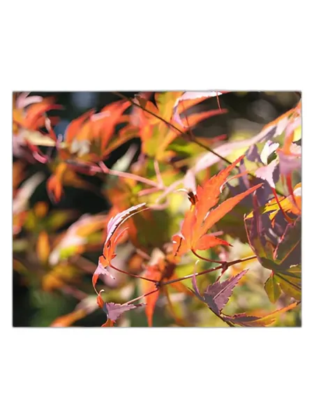 Frasco del perfume Bud Parfums Autumn Eau de Parfum