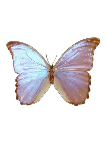Frasco del perfume Bud Parfums Butterfly Eau de Parfum
