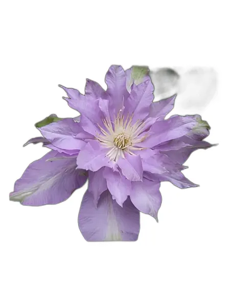 Frasco del perfume Bud Parfums Fleur De Lilac Eau de Parfum