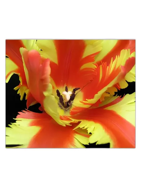 Frasco del perfume Bud Parfums Jezebel Eau de Parfum